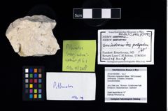 Foto (Objekt + Etikett) von Pithonoton marginatum (Meyer, 1842)  (NHMW-GEO-2014-0194-0990)